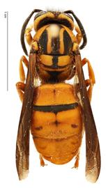   Vespula squamosa , dorsal view; photo by Hanna Royals, USDA APHIS PPQ ITP 
